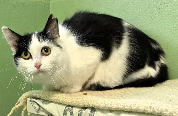 Nora Gattina Bianca E Nera